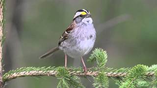 Whitethroated Sparrow [upl. by Aseram843]