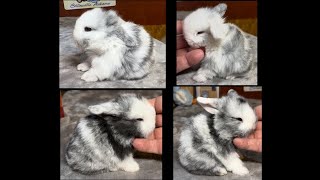 Iclyn amp Natsume Holland Lop Litter 19 Days Old [upl. by Ruenhs]