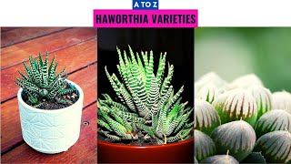 Haworthia Varieties A to Z [upl. by Terrance989]