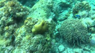 Furaveri Island ResortampSpa House Reef 2016022920160305 [upl. by Neahs]