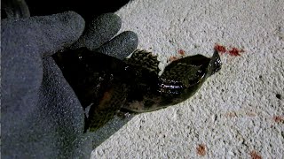 Light Rock Fishing LRF for goby Izmir  Turkey [upl. by Bradford]