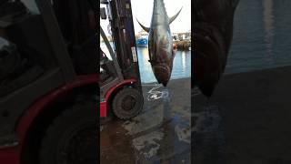 fishing yellowfin bluefin yellowbellyfishing fish fishline youtubeshorts shortsfeed shorts [upl. by Paddy651]