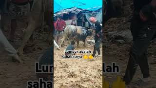 GMT Tobatu Toraja Utara torajapopuler animals torajaunik torajaindah [upl. by Anattar]