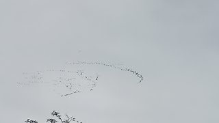 Canada geese migrating in Scunthorpe [upl. by Petta]