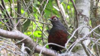 Hued Hued Pteroptochos tarnii Blackthroated Huethuet [upl. by Eiramalegna852]