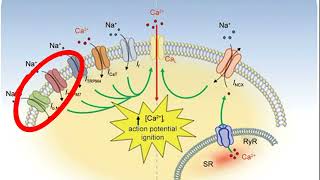 phases of cardiac action potential and SA node action potential [upl. by Maible]