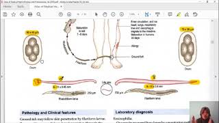 NEMATODA USUS 6 Ancylostoma duodenale [upl. by Moht]