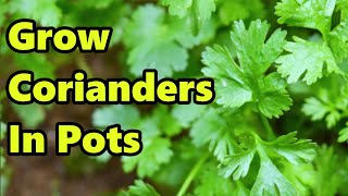 How to Grow Coriander in Pots  THE SIMPLE AND EASY WAY [upl. by Mossolb444]