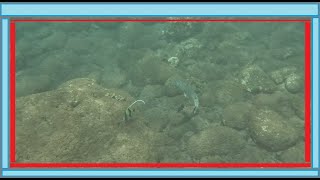 Maui 265  On The Reef  Kaku Barracuda amp Kihikihi Moorish Idol [upl. by Thom287]