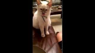 Intelligent OldStyle Balinese cat Asking for food [upl. by Philips]