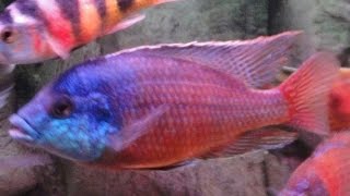 Protomelas Taeniolatus Super Red Empress African Cichlid Malawi [upl. by Yrovi]