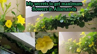 Total care of Allamanda plant  yellow trumpet vine  best fertilizer for Allamanda  balcony garden [upl. by Eicaj]