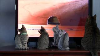 Cattery Asenka Egyptische Maukittens filmpje 15 [upl. by Ylrahc]