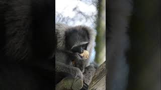 Gibbons at Howletts gibbon howletts animals wildlife zoo daysout shorts [upl. by Seif]