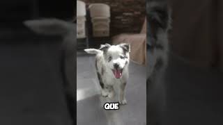 🛑¿Tu PERRO También HACE ESTO🐶 [upl. by Nalim]