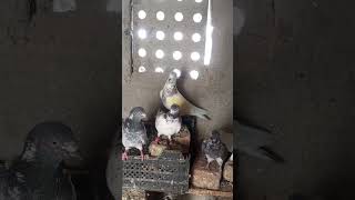 Sardarsherazpigeonyutube shortpigeon lovers [upl. by Talmud]