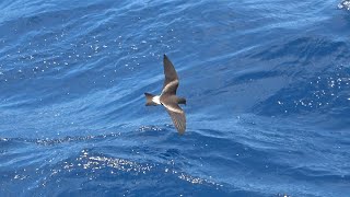 Leachs Stormpetrels April 2023 Cape Verde Islands [upl. by Hereld]