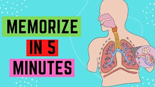 IGCSEGCSE Respiratory System  Memorize In 5 Minutes [upl. by Lielos]