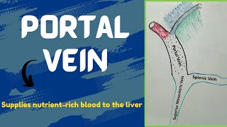 Portal vein  Portal venous system [upl. by Atsok]