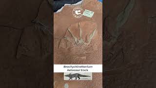 Brachychirotherium Aetosaur Tracks paleontology [upl. by Cissie]