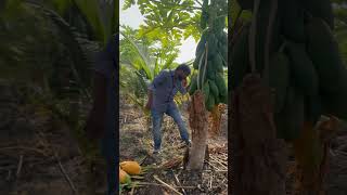 viralshorts fruit papaya baliraja farming papayalover agriculture [upl. by Drofxer]