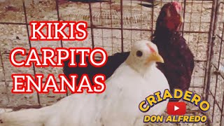 NUEVA CRIA✅ GALLINAS Kikis CARPITO ENANAS [upl. by Llenoil12]