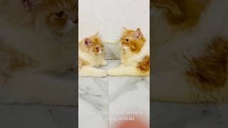 Billu ne diya maalik ko bonus😳😳catcomedy billicomedy cat catvideo viralcat sajidcat billug [upl. by Tristan]