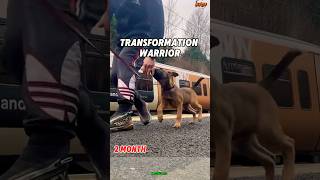 Training k9 dogs at homegermanshepherd chó malinois pets pubg k9 [upl. by Adnauqaj766]