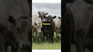 Cattle Ranching Exploring the Heart of Livestock Farmingquot shorts cow animal [upl. by Aicarg]