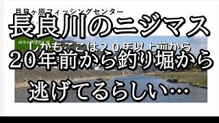 長良川のニジマス釣り堀は２０年前からあったらしい【 外来種 トラウト 】 [upl. by Akaenahs996]