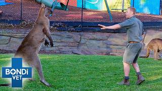 Breaking Up Dangerous Kangaroo 😱🦘 Fight Season 10 Episode 5  Bondi Vet [upl. by Dhu]