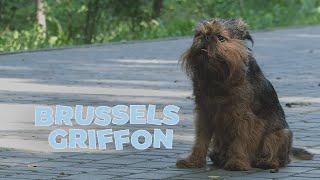 Brussels Griffon Dog Breed Information  Facts amp Traits [upl. by Ralaigh]