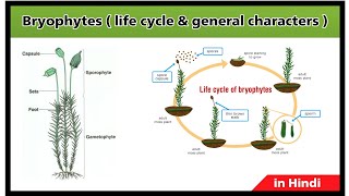 What is bryophytes   life cycle of bryophytes  general characters  in Hindi [upl. by Piegari57]