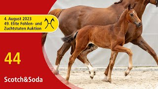 49th Verden Elite Foal OnLiveAuction Aug 4th No 44 ScotchampSoda by Secret  Fürst Romancier [upl. by Akahs468]