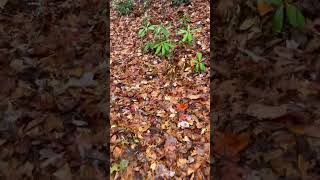 Blow downs on Timber Ridge trail chiefsholsters helene helendamage hiking wncstrong wnc [upl. by Sivie]