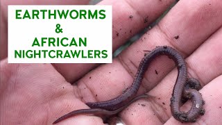 ANG MGA PINAGKAIBA NG REGULAR EARTHWORMS SA MGA AFRICAN NIGHTCRAWLERS [upl. by Eznyl250]