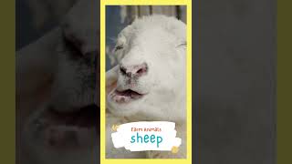 Sheep Sounds for Kids Farm Animal Sounds amp Noises 🎶🌾🐑 [upl. by Nimsaj479]