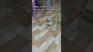 Eu gostaria de merendar cachorro memes humor [upl. by Tserof7]