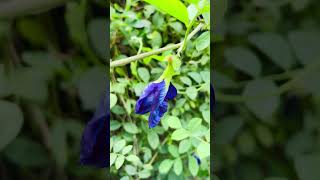 Clitoria Ternatea Blue Butterfly Pea  Blue tea shorts [upl. by Crista346]