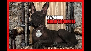 La HISTORIA del xoloitzcuintle  Perro sagrado MEXICANO [upl. by Eilyab238]