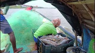 Sea Fishing Video And Fisherman Fish Catching 🐟🐟🐟🐟🐟🐟 21 Nov2024 [upl. by Phyllida]