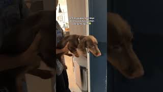 Her dogs reaction when she came home after 3 days was amazing 😂 [upl. by Roselane168]