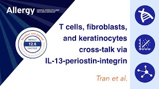 T cellfibroblastkeratinocyte axis via IL13periostinintegrin in atopic dermatitis [upl. by Wadsworth528]