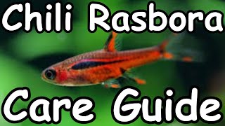 Chili Rasbora Care Guide  Boraras Brigittae [upl. by Washko]