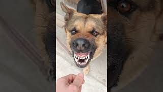 Dog barking dog funny trending ytshort [upl. by Rutherfurd]