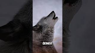 Kangal vs Wolf – Wer wird gewinnen 😎 [upl. by Boser]