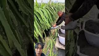 Pupuk pohon buah naga agriculture satisfying farming farm automobile [upl. by Li]