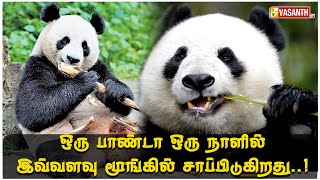 பாண்டா ஒரு நாளில் இவ்வளவு மூங்கில் சாப்பிடுகிறது  Therinthu Kolvom  Vasanth TV [upl. by Werdnaed17]