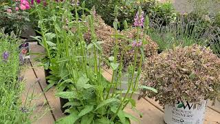 Stachys Hummelo Betony  2019 Perennial Plant of the Year [upl. by Arlette]