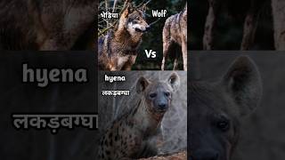 Wolf Dog Vs Hyena  लकड़बग्घा और भेड़िया wolf hyena shorts [upl. by Yobybab534]